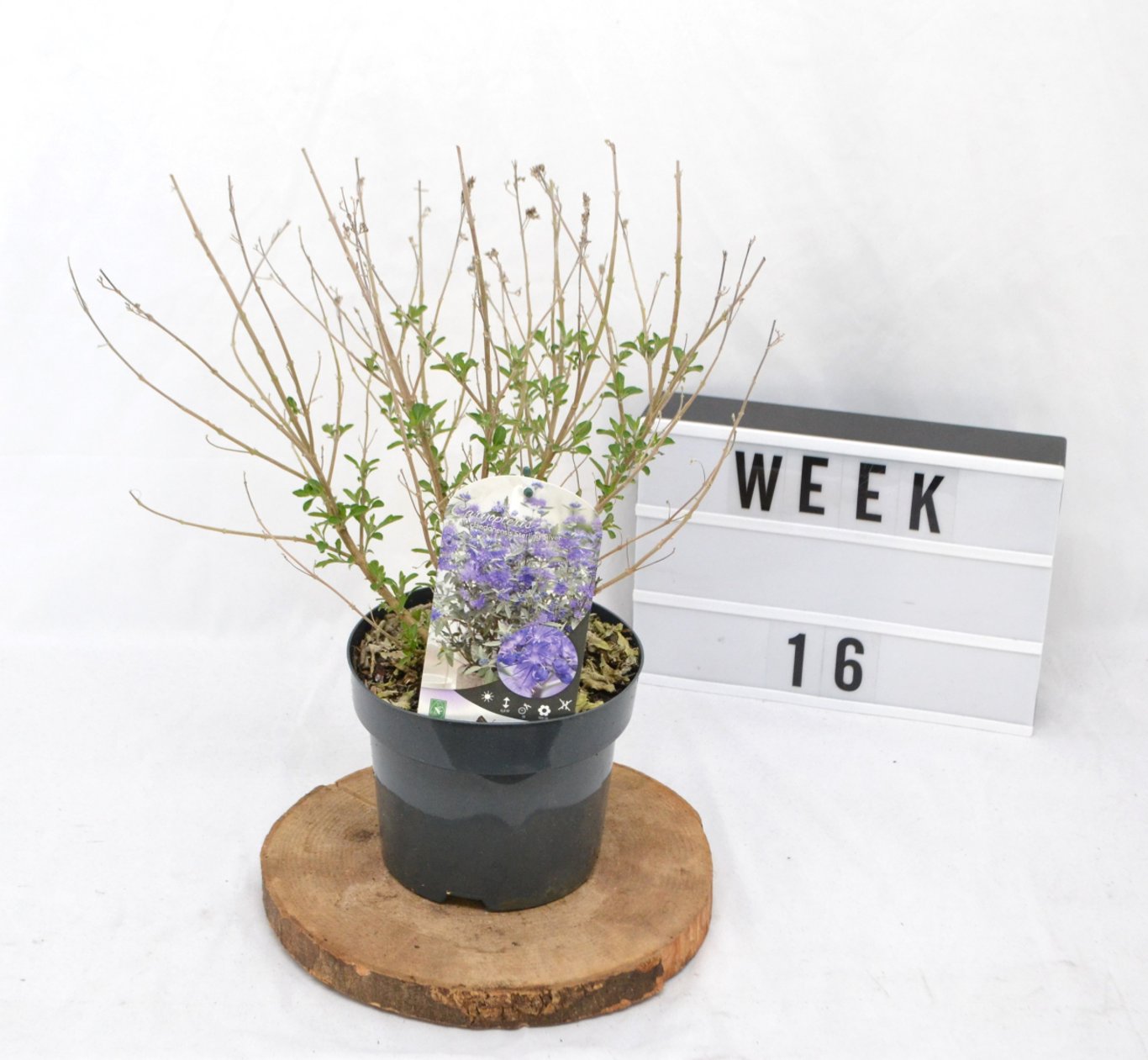 Caryopteris cland. 'Sterling Silver' - C3 20-40 CM